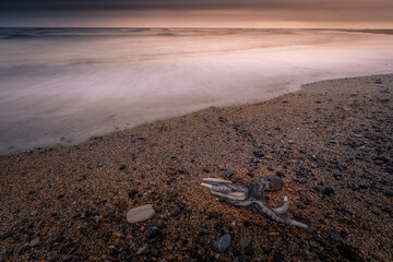 Died octopus at Bidart's beach, Basque Country.