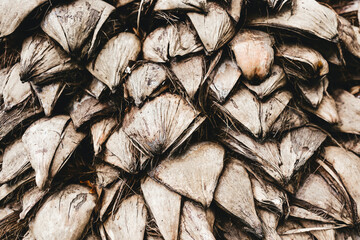 Palm tree trunk texture close up in the sun as background