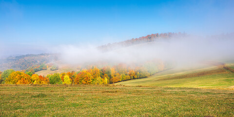 autumn landscape in morning mist. beautiful scenery with colorful forest on the grassy hills. sunny weather