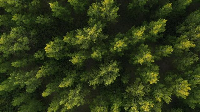 Aerial view of cottonwood treetop pattern from drone pov