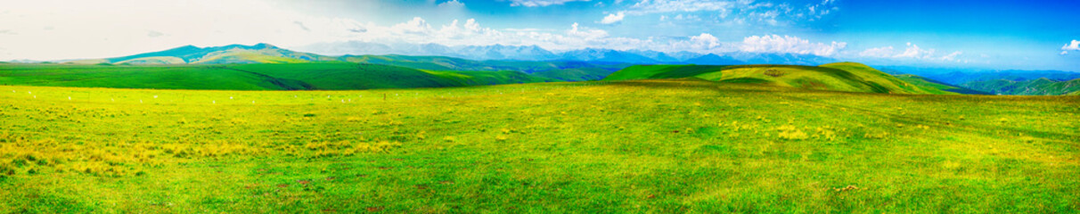 Fototapeta premium Mountain meadows covered with lush, lush grass