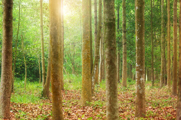 Yang trees in a forestry Plantation at sunrise.