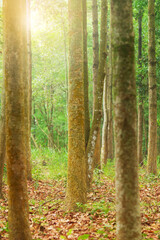 Yang trees in a forestry Plantation at sunrise.