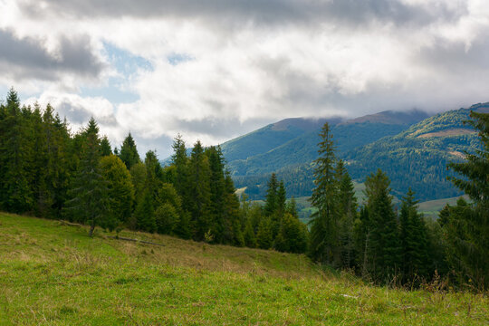 spruce forest on the meadow in mountains. autumn weather with clouds on the sky. beautiful carpathian landscape