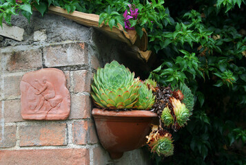 Succulents in pots hanging on the wall.