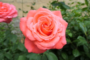 pink rose in garden