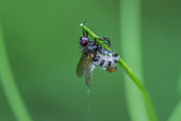 spider on a leaf