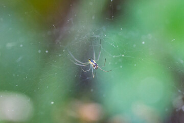 spider on a web