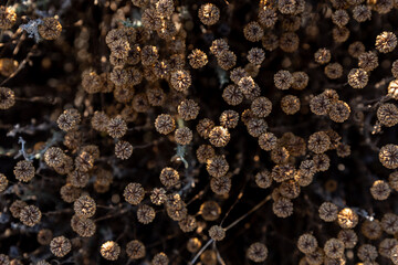 Detail background of dried chamomile plant with brown colors on a hot summer day in Spain