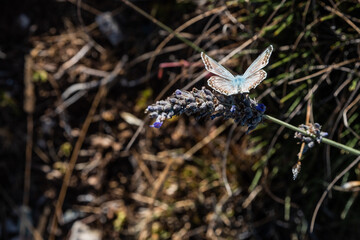 Detail of a butterfly pollinating a lavender plant with lilac flowers on a hot summer day in Catalonia, Spain