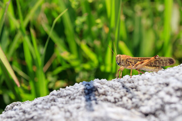 トノサマバッタ（茶色）平尾台　福岡県北九州市　Locust grasshopper　(Brown)　Hiraodai Fukuoka--ken Kitakyusyu city