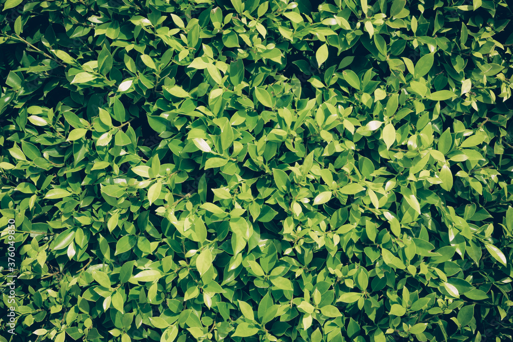 Poster green leaf background overlapping as a background to place text