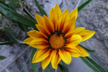 sunflower in the garden