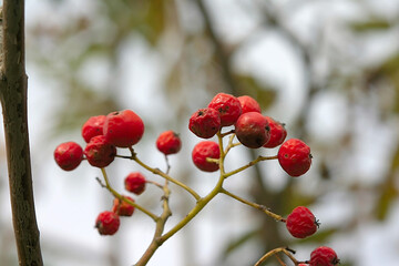 Fototapeta na wymiar bright rowan berries on a branch