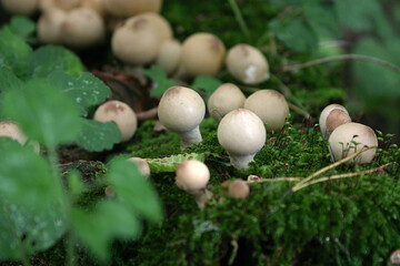 family of mushrooms on moss-covered stump