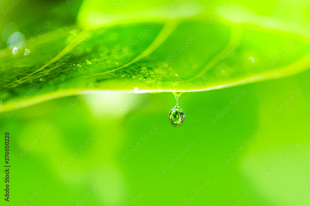 Poster leaves close up nature view of green leaf on blurred greenery background in garden use as background