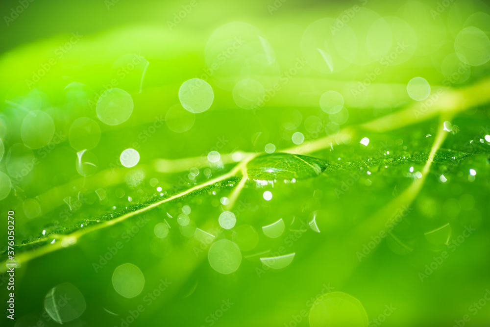 Poster leaves close up nature view of green leaf on blurred greenery background in garden use as background
