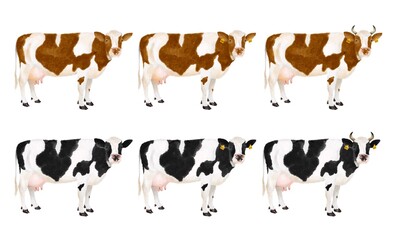 いろいろな牛のセット　水彩風イラスト