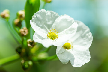 Amazon water flower Is a small flower With white petals And with yellow stamens Is a water plant from Mexico In the garden as a blurred background and select focus