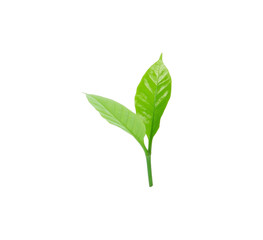 Coffee leaf top view on white