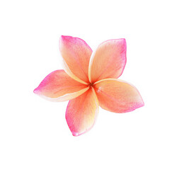 Fototapeta na wymiar colorful plumeria flower isolated on white