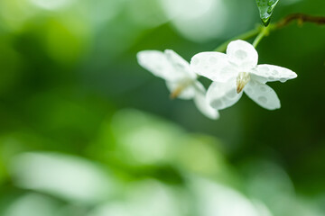Tropical white flower With names Water jasmine with nature blurred background.
