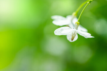 Tropical white flower With names Water jasmine with nature blurred background.