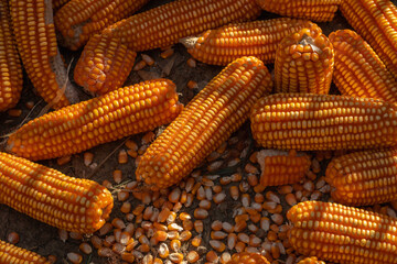 close up of ripe yellow dried corn and seed harvested on ground