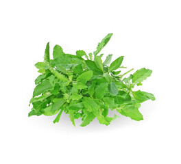 Holy basil or tulsi leaves isolated over white background