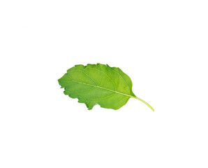 Fototapeta premium Holy basil or tulsi leaves isolated over white background