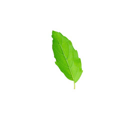 Fototapeta premium Holy basil or tulsi leaves isolated over white background