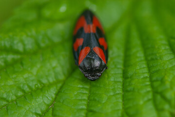 Close-up black red insect with big smart eyes on green burdock leaf