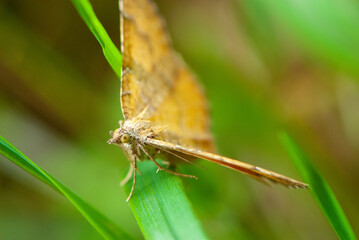Close-up orange dragon-like butterfly on green blade of grass