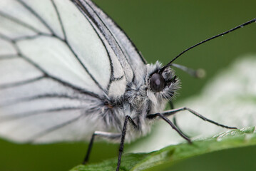 Obraz premium Close-up black-veined white butterfly is sleeping on green leaf and green background