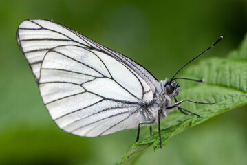 Close-up black-veined white butterfly is sleeping on green leaf and green background