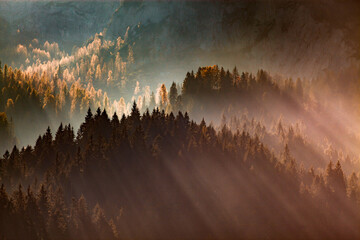 sun-rays through misty pine forest autumn nature background