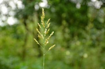 the single green grass plant in the field meadows.