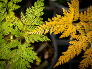 Yellow and Green Giant Hairfoot Fern Leaves on The Pots