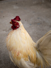 Bloody Chicken Stood Calm
