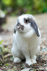Rabbits that are white and black That is cute and bright In motion of relaxation