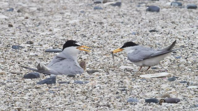 ヒナに餌を与えるコアジサシ(little tern)