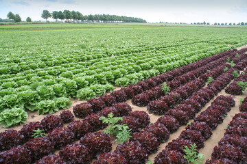 Gro&szlig;e  Salatk&ouml;pfe in Reihen auf dem Feld