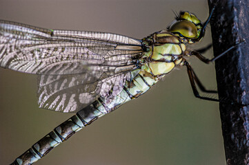 Common Darter Dragonfly