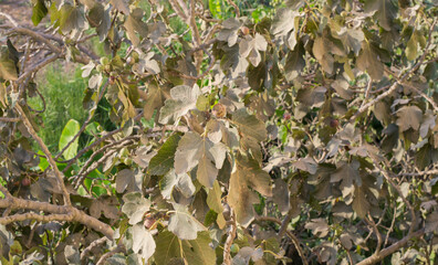 Fig tree leaves and unripe green figs