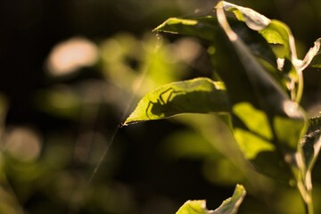 Cień pająka w lesie 