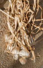 garlic bulbs with dry stems