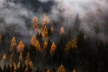 Fototapeta premium autumn nature background forest in fog