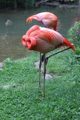 Pink Flamingo standing