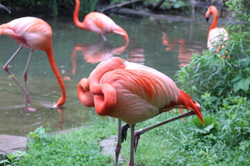 pink flamingo sleeping
