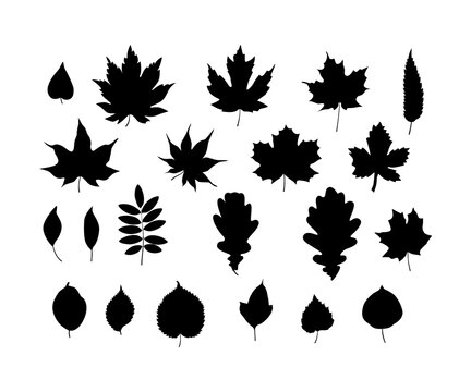 Leaves silhouette set. Vector illustration. Design elements isolated on white background.